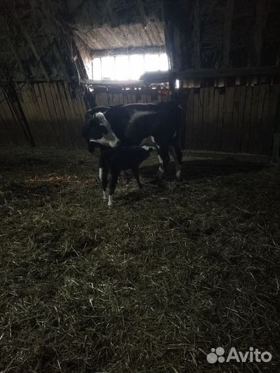 Корова с 2х месячной телочкой