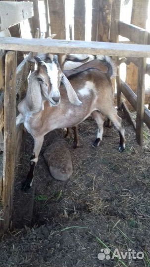 Козы годовалые