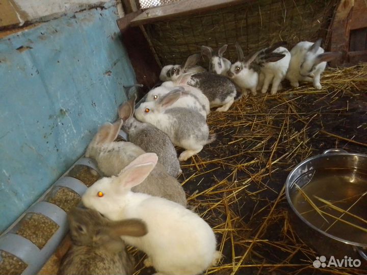 Серые великаны