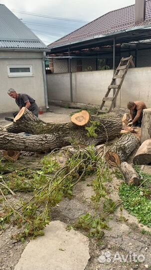 Спил деревьев