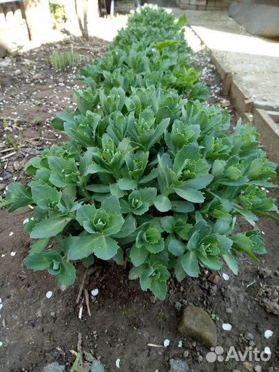 Многолетние садовые растения