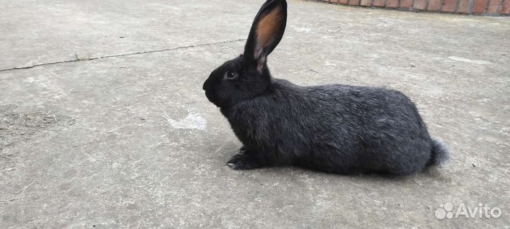 Кролики полтавское серебро