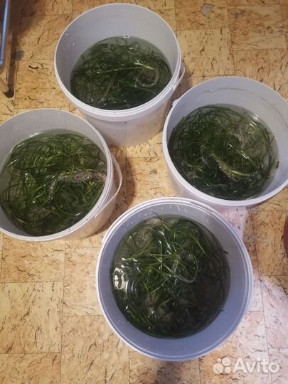 Валлиснерия