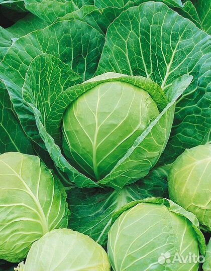 Капуста белокочанная Надежда 1 гр б.п