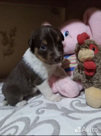 Щенок в дар
