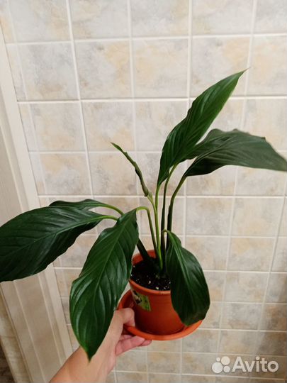 Спатифиллум Ромео Купидо