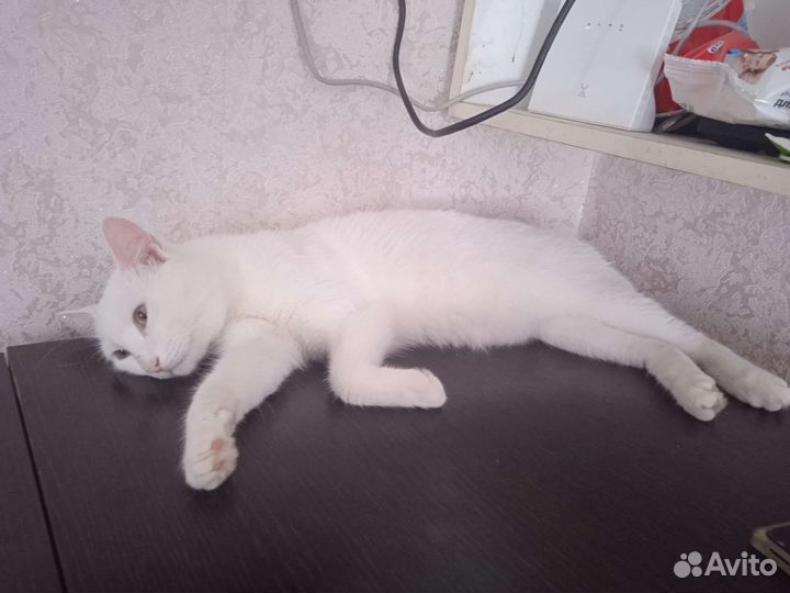 Кошка турецкая ангора