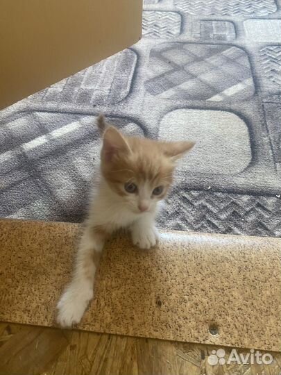 Котята