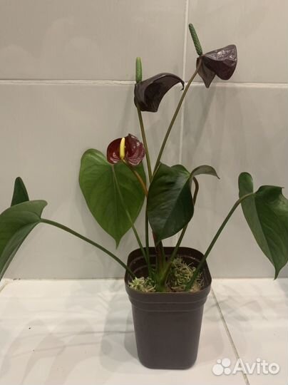 Антуриум Black Queen и Pink Queen