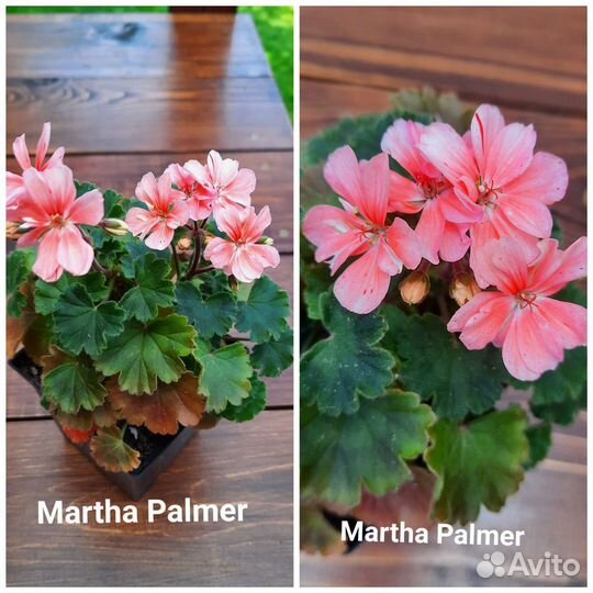Пеларгония Принцесса Грейс и др