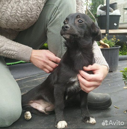 Щенки в добрые руки