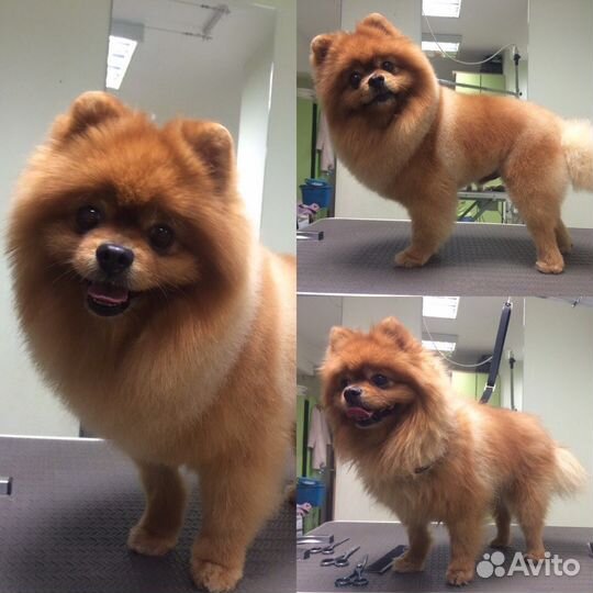 Стрижка собак и кошек в Калининграде 10.00-20.00