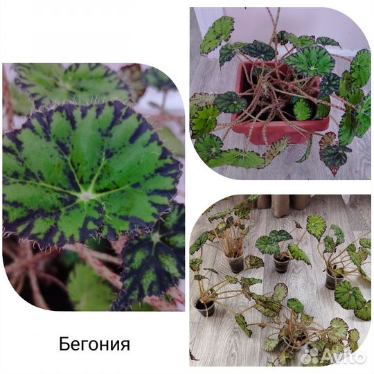 Комнатные растения