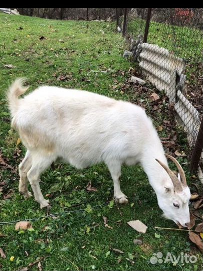 Коза дойная молочная