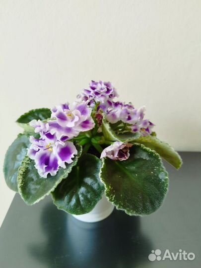 Фиалки сортовые