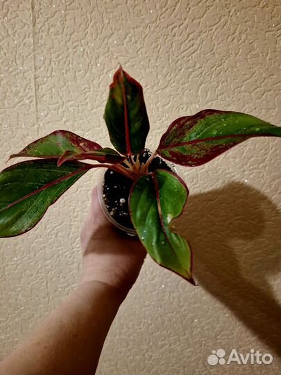 Комнатные цветы