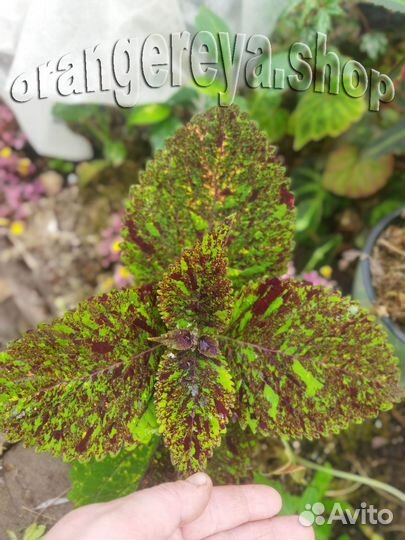 Колеус (много разной расцветки)