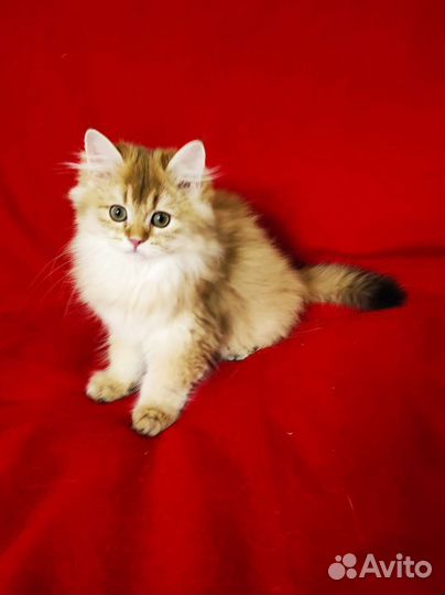 Британская длинношерстная золотая шиншилла