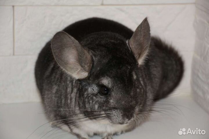 Шиншилла самка нчж