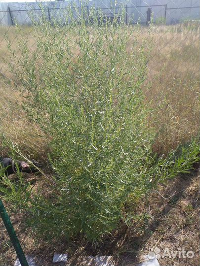 Мята, тархун, душица, бергамот. Сушёные сбор