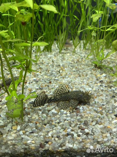 Аквариумные рыбки