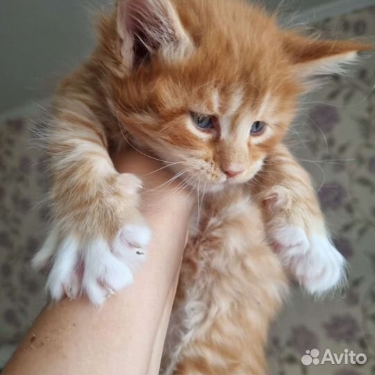 Мэйн-кун. Рыжие и др