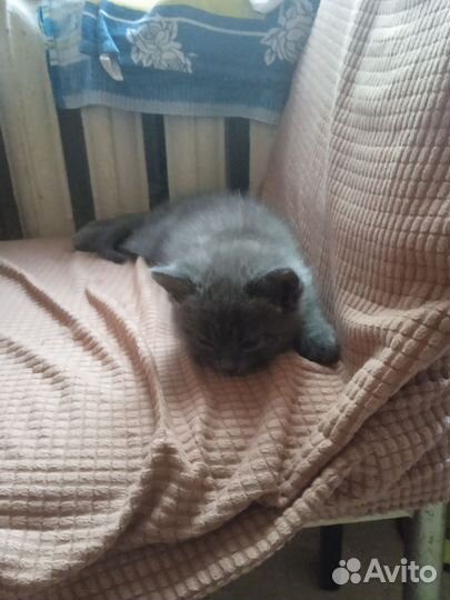 Кошка серая