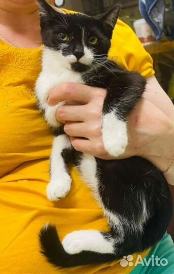 Котята подростки. 4м. Из клетки. Москва