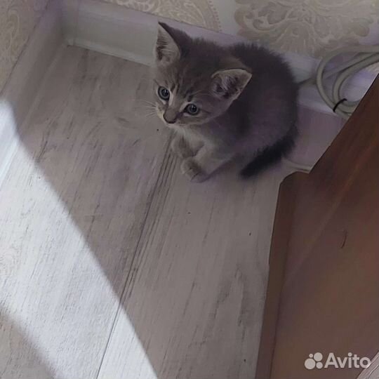 Кошка в дар бесплатно