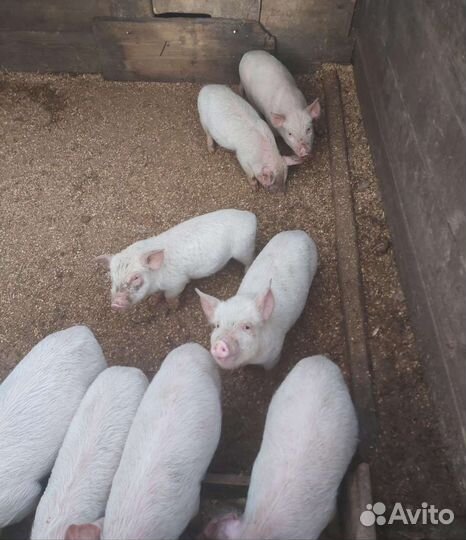 Поросята ландрас и дюрок