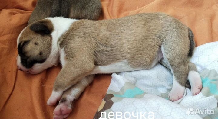 Щенок в добрые руки бесплатно