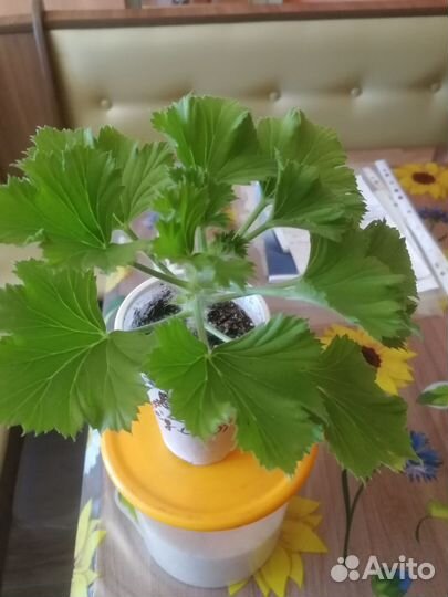 Укорененые черенки