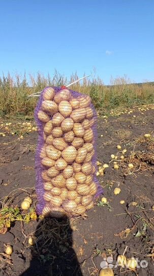 Картофель белый