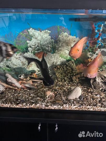 Аквариум с тумбой