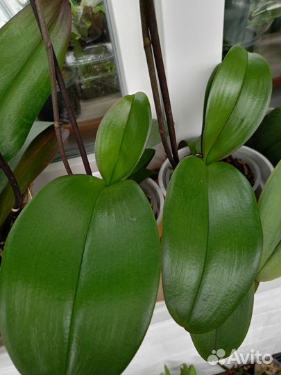 Орхидея фаленопсис