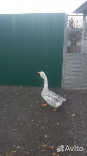 Гусь Русский