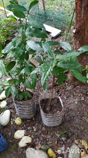 Лавр.Чищу участок.Саженцы в остатке