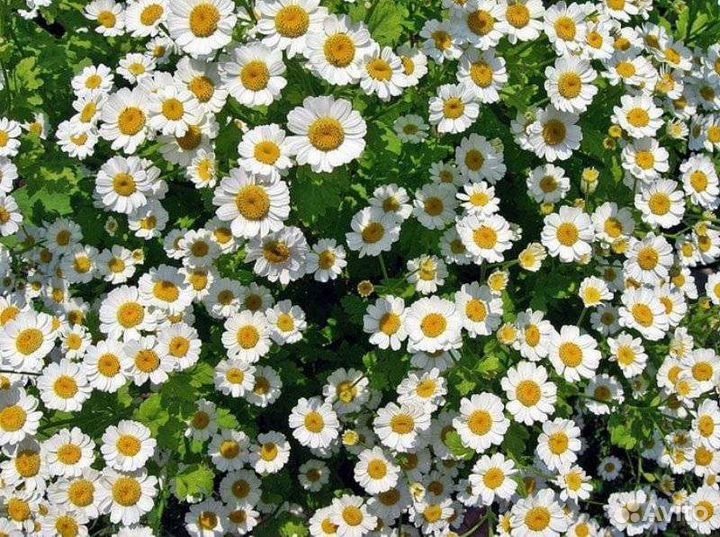 Тархун,Гортензия,хризантема,Мята Аквилеги.примула