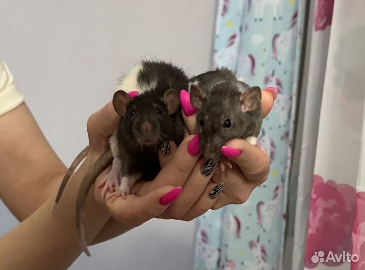 Крысята дамбо Рэкс и Сфинкс