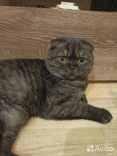 Шотландский вислоухий кот