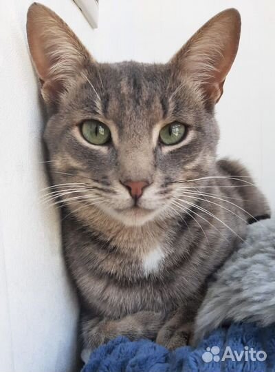 Спасите левку