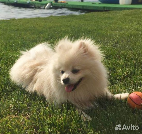 Ищем ответственные руки для Катарины