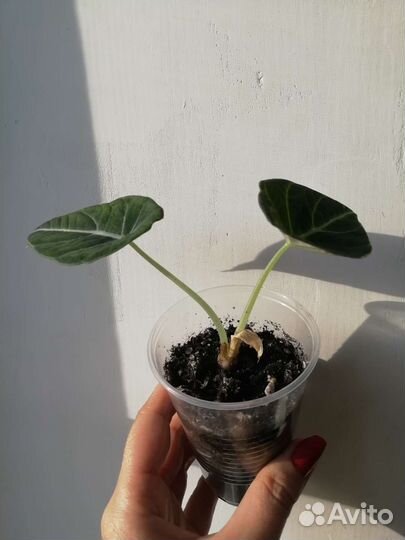 Алаказия вариегатная