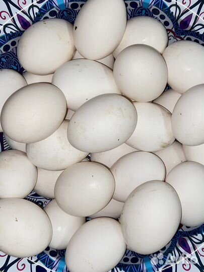 Домашние куриные яйца (в наличии 100ш)