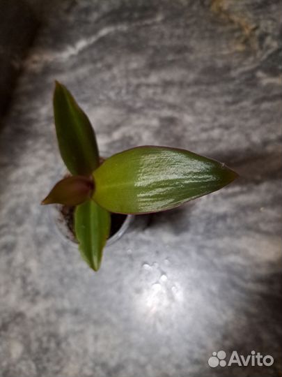 Традесканция рэо