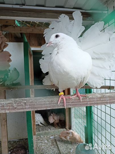 Голуби домашние