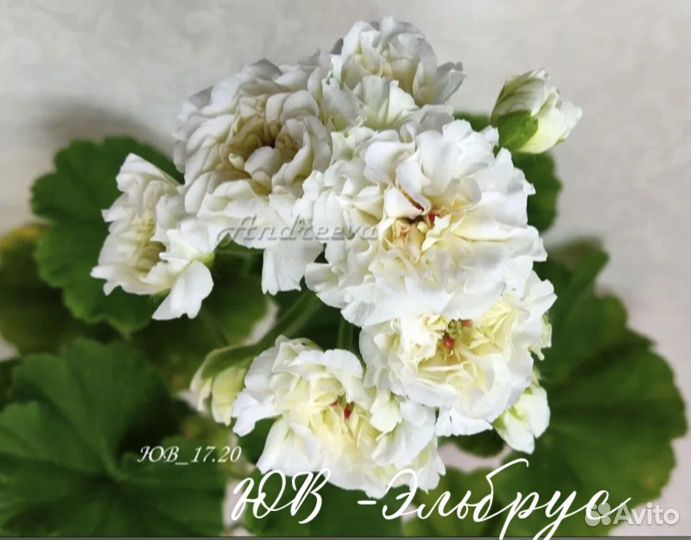 Пеларгония герань