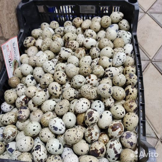 Яйца перепелиные инкубационное