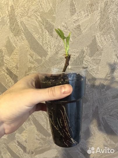 Инжир кустовой, домашний