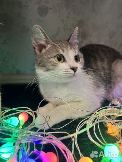 Котенок ищет дом